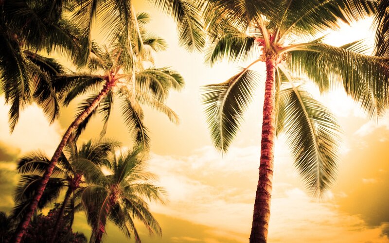 Palm trees at sunset