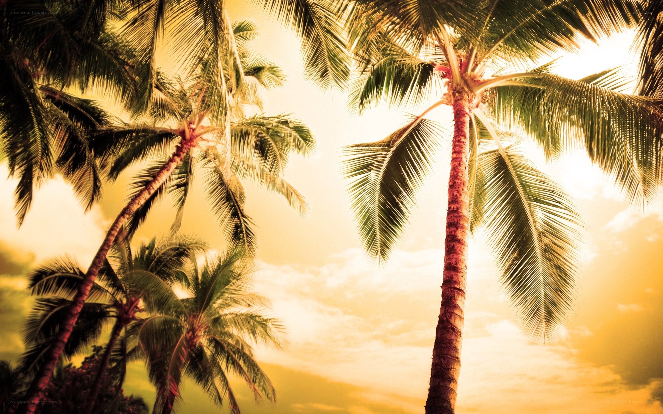 Palm trees at sunset