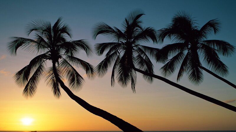 palm trees at sunset