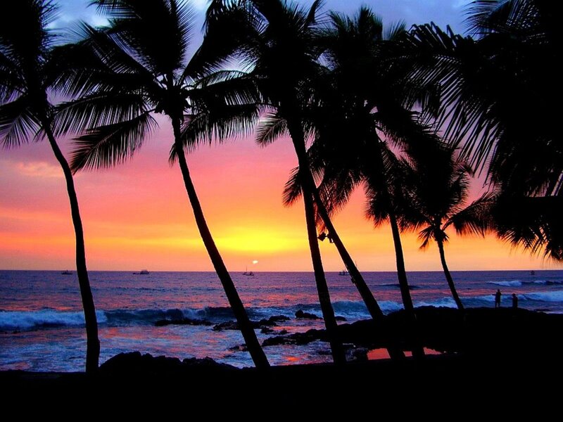 palm trees at sunset