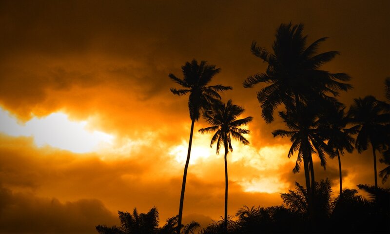 palm trees at sunset