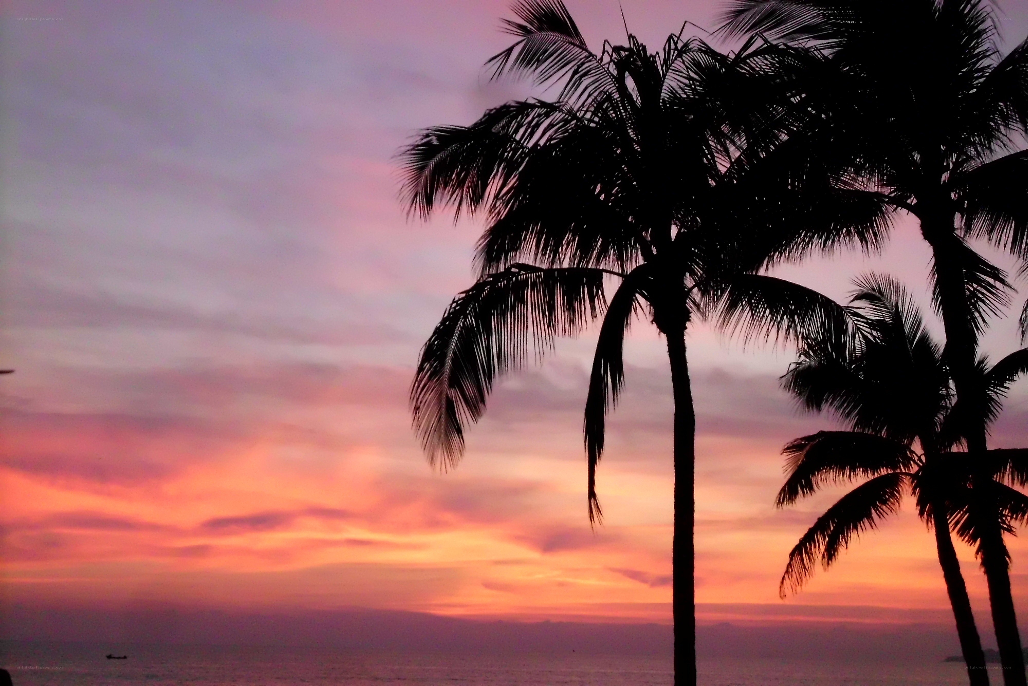 palm trees at sunset