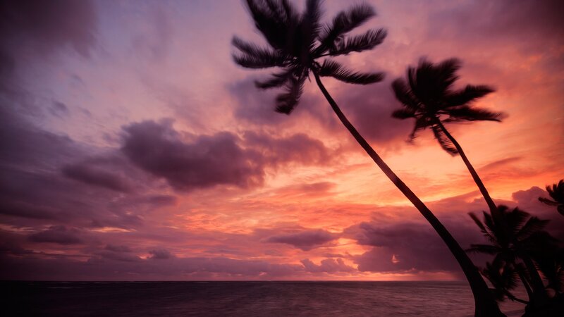 palm trees at sunset