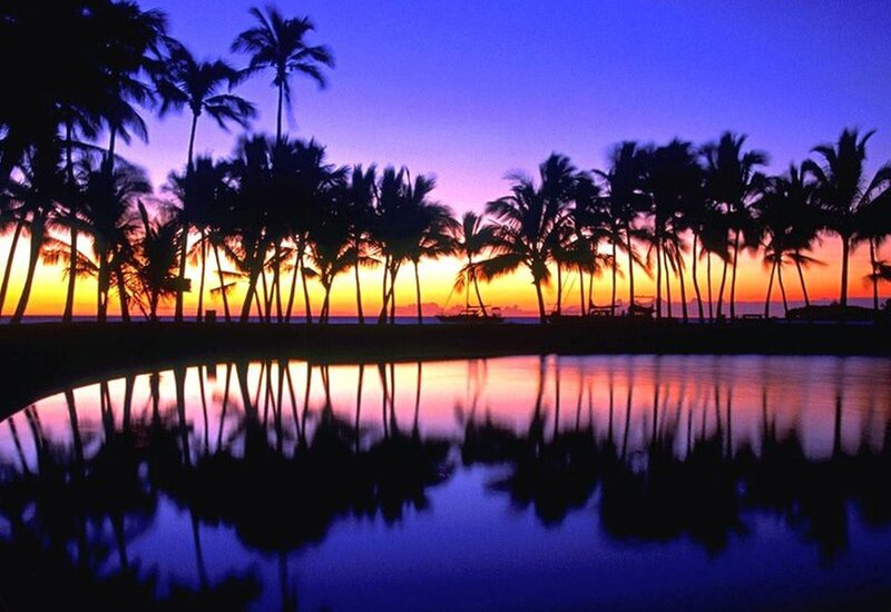 palm trees at sunset