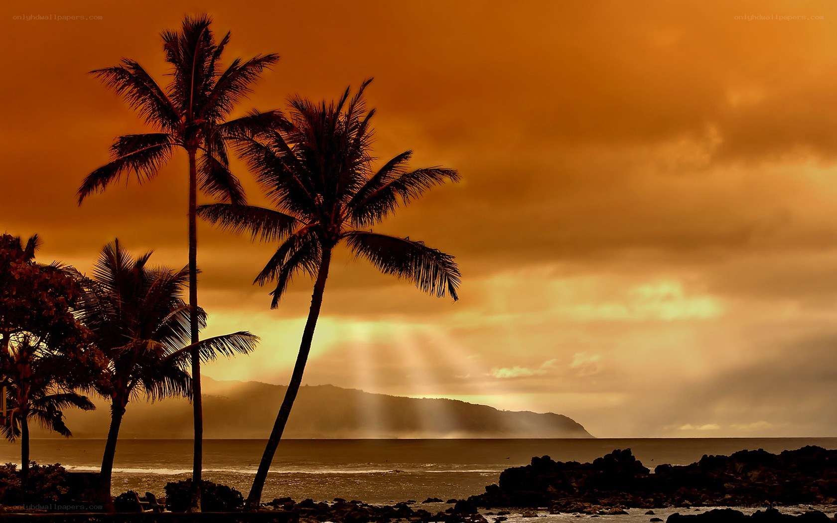 Palm trees at sunset