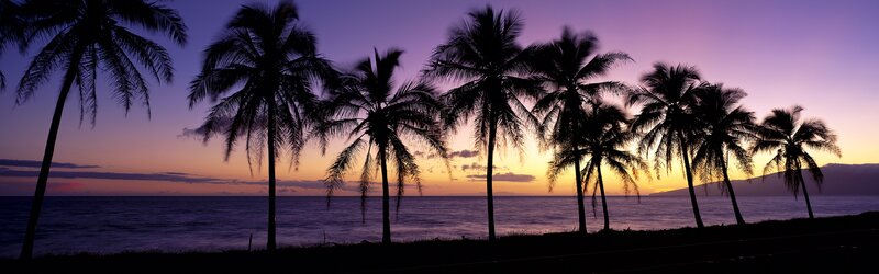 palm trees at sunset
