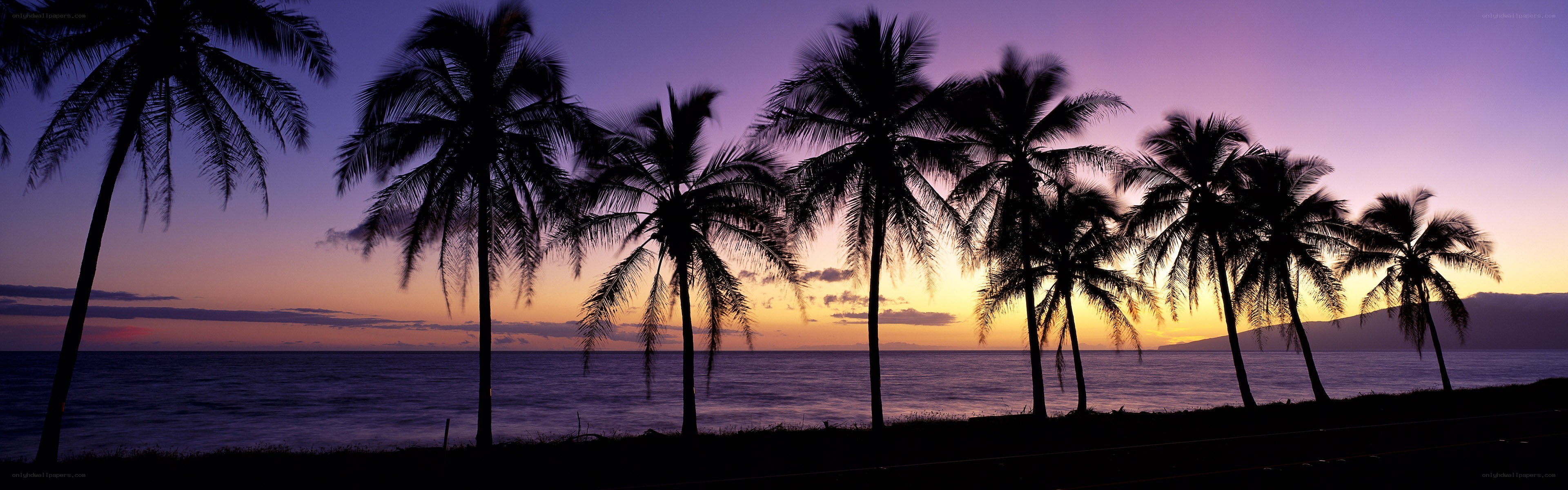 palm trees at sunset