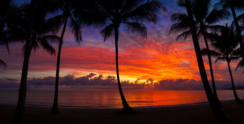 Palm trees at sunset