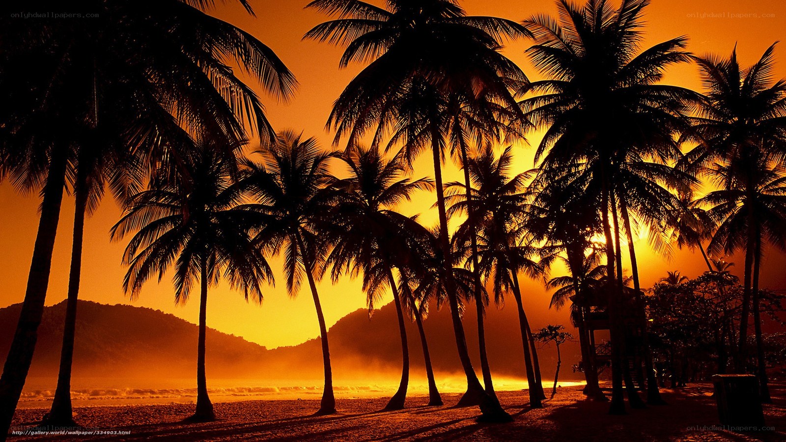 Palm trees at sunset