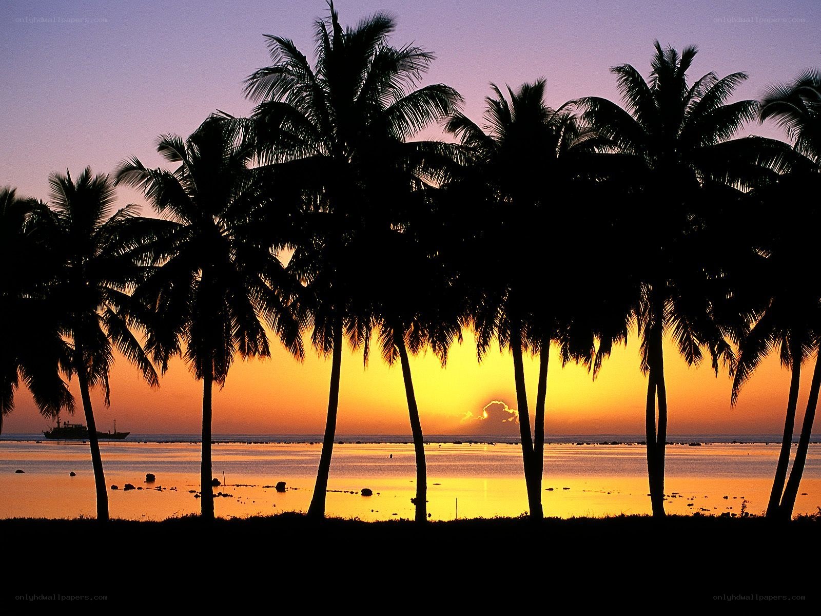 Palm trees at sunset