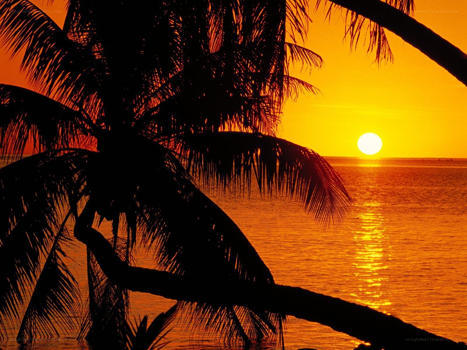Palm trees at sunset