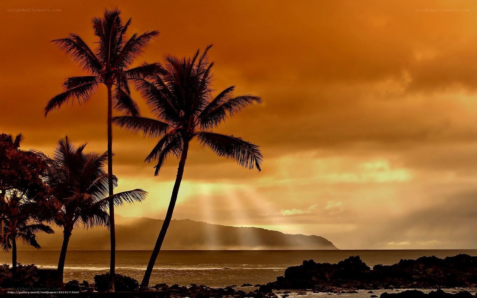 Palm trees at sunset