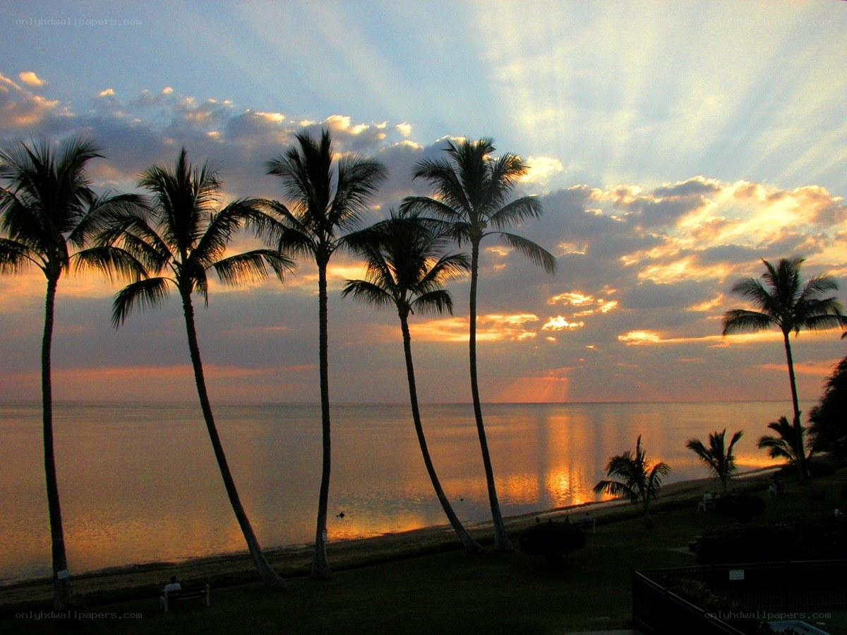 palm trees at sunset