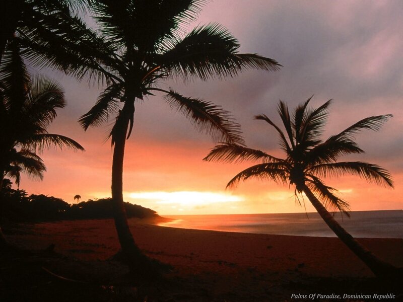 Palm trees at sunset