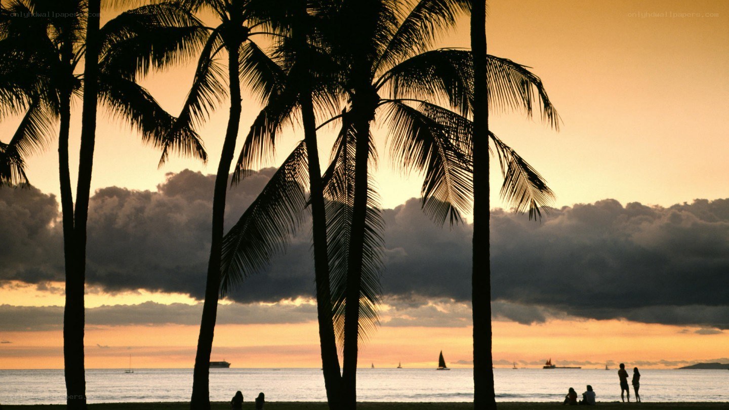 palm trees at sunset
