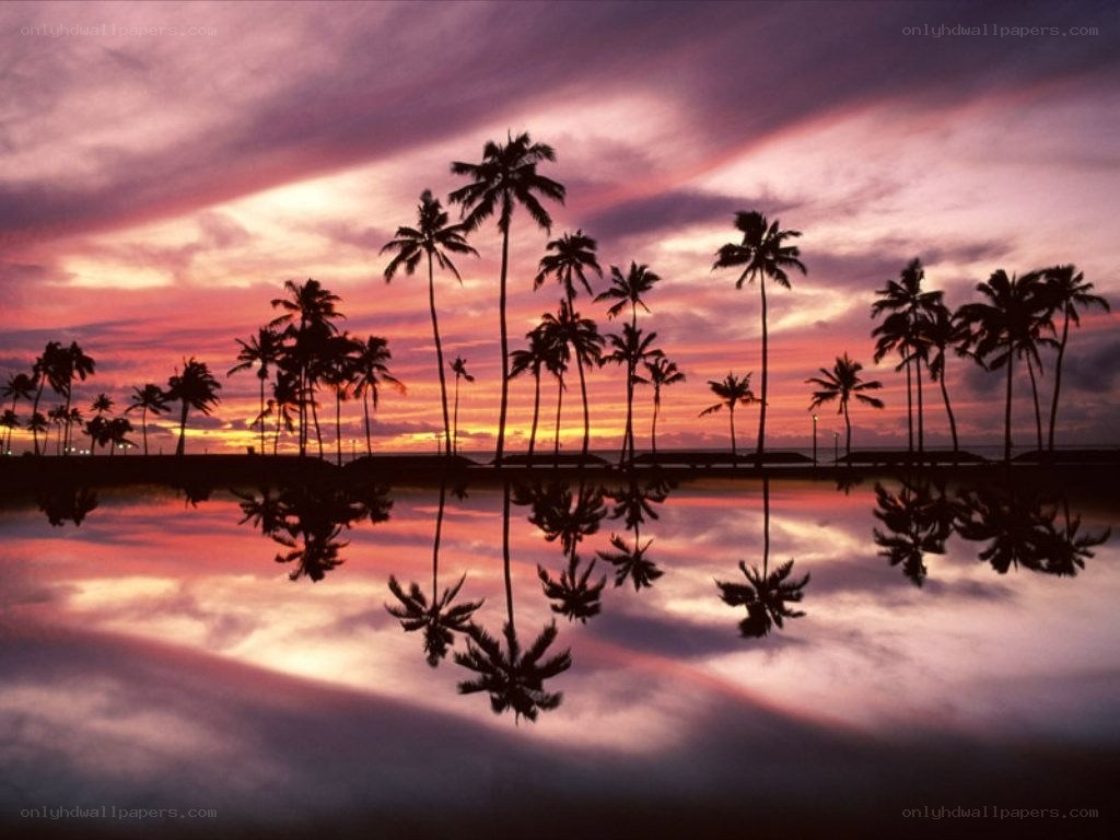 palm trees at sunset