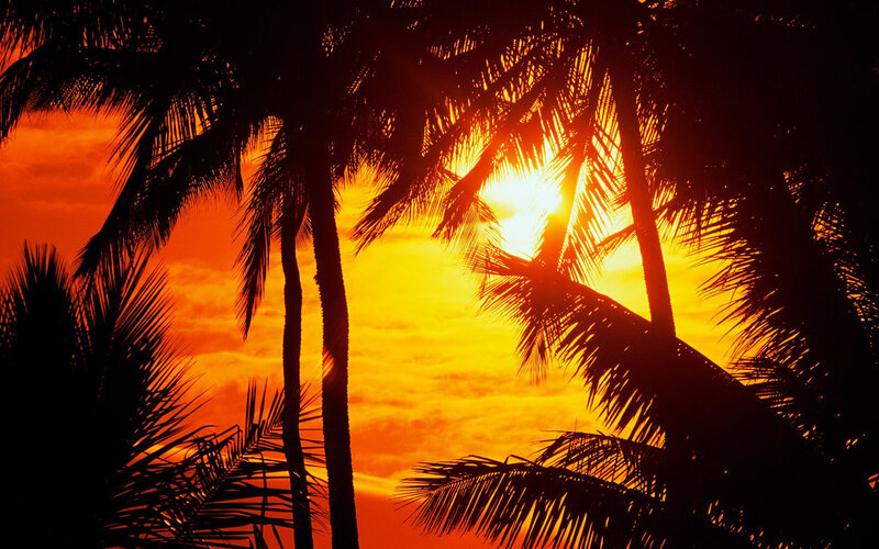 Palm trees at sunset