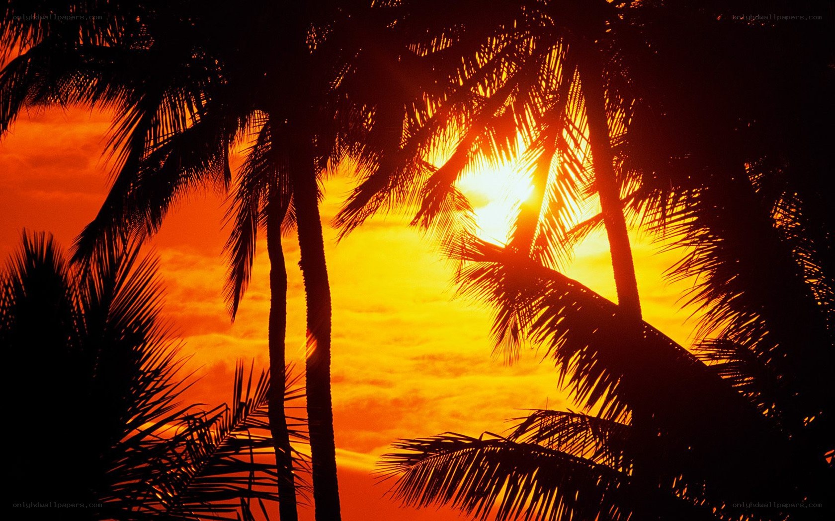 Palm trees at sunset