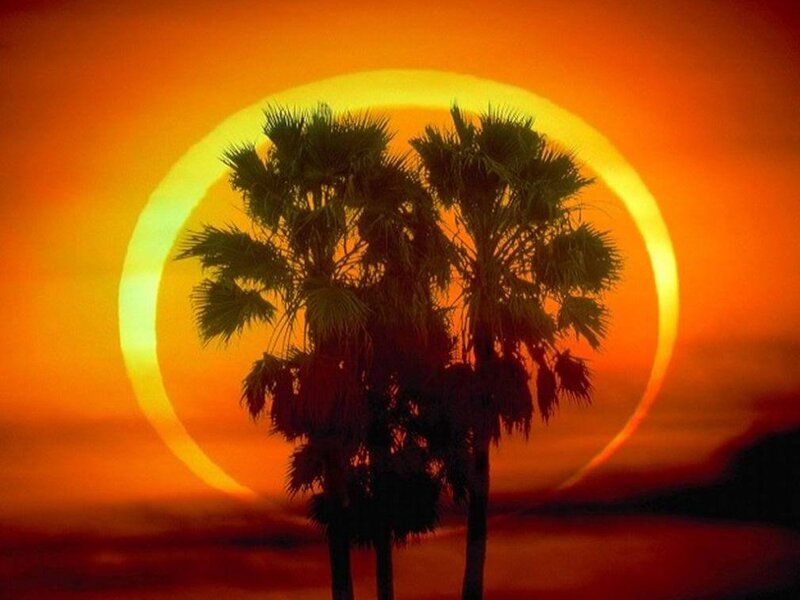 Palm trees at sunset