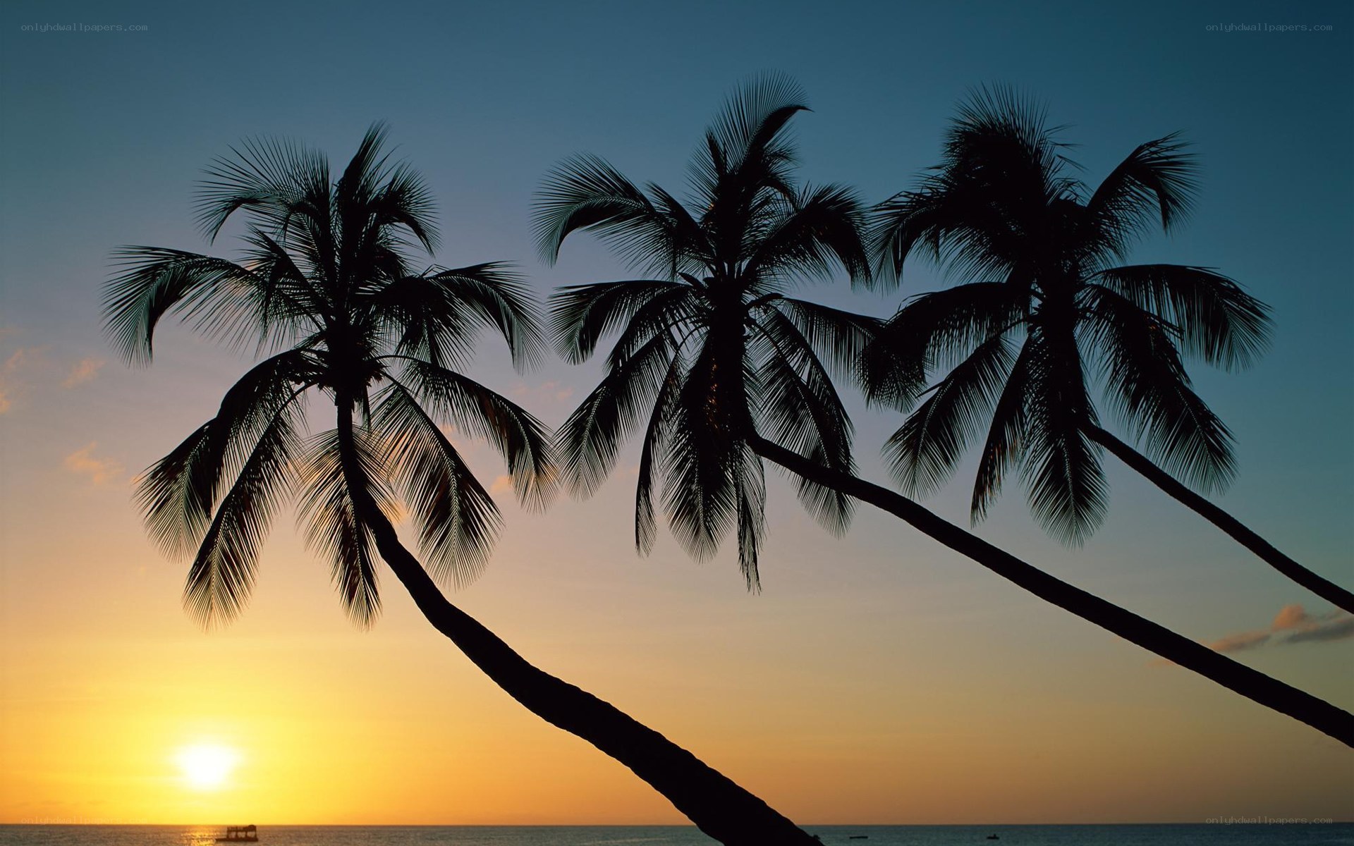 palm trees at sunset