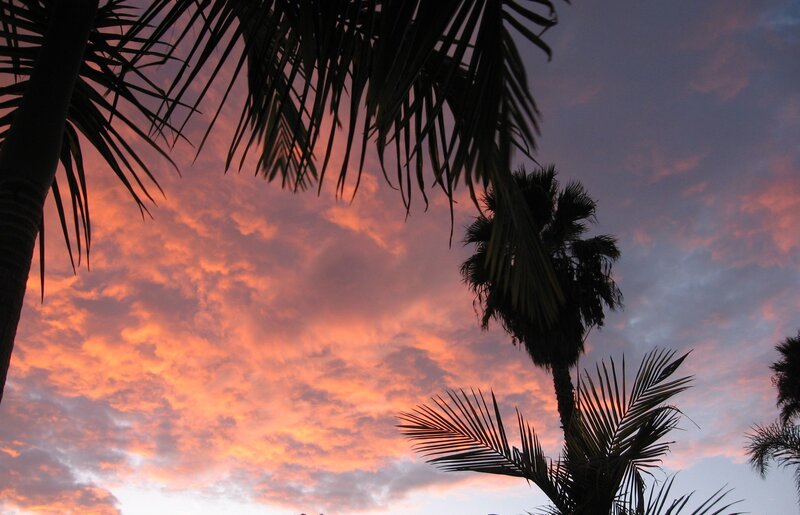 palm trees at sunset