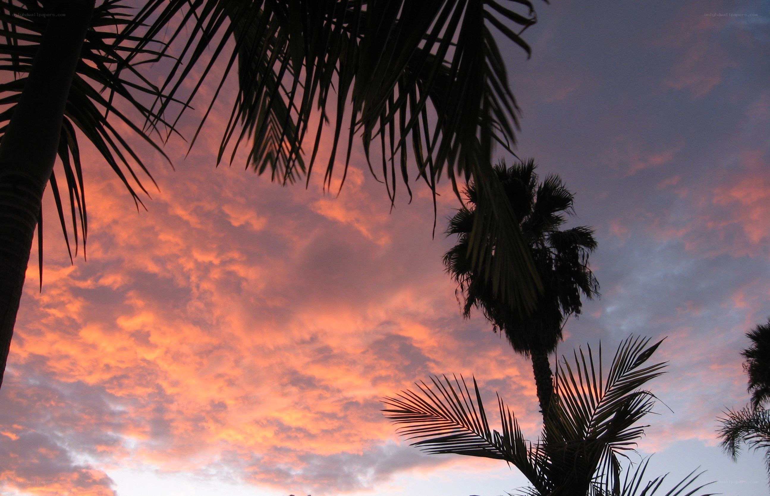 palm trees at sunset