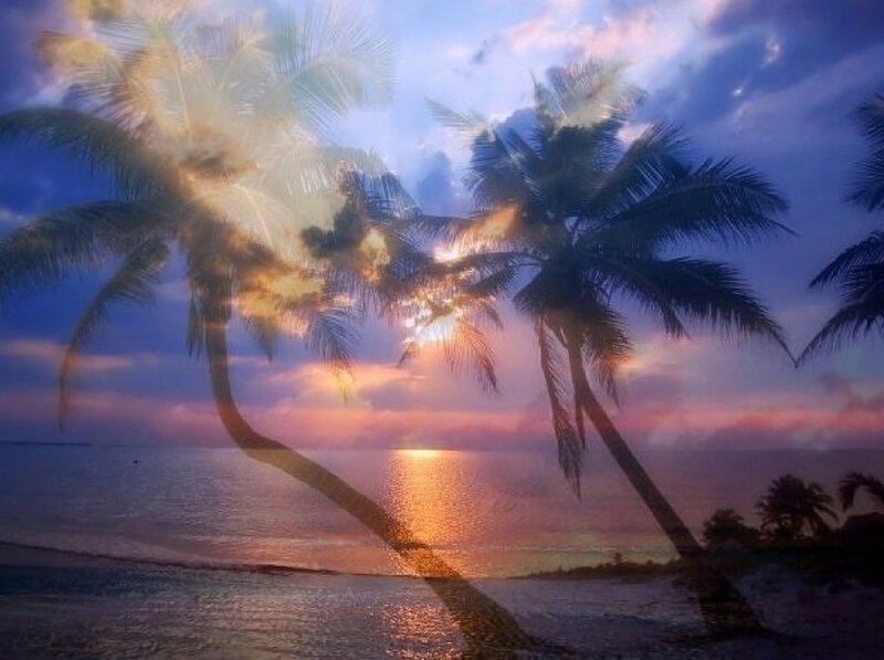 Palm trees at sunset