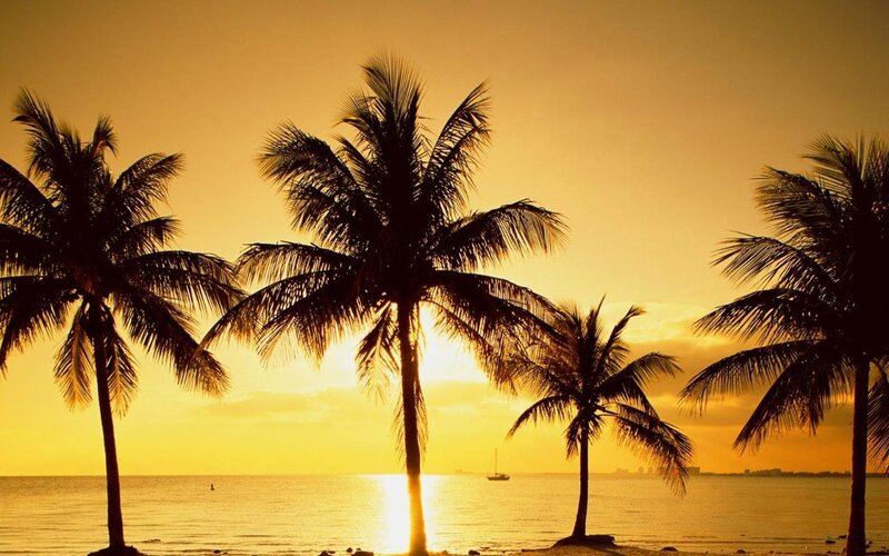 palm trees at sunset
