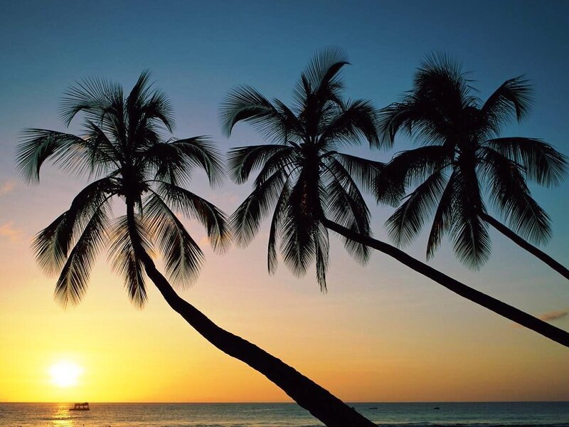 palm trees at sunset
