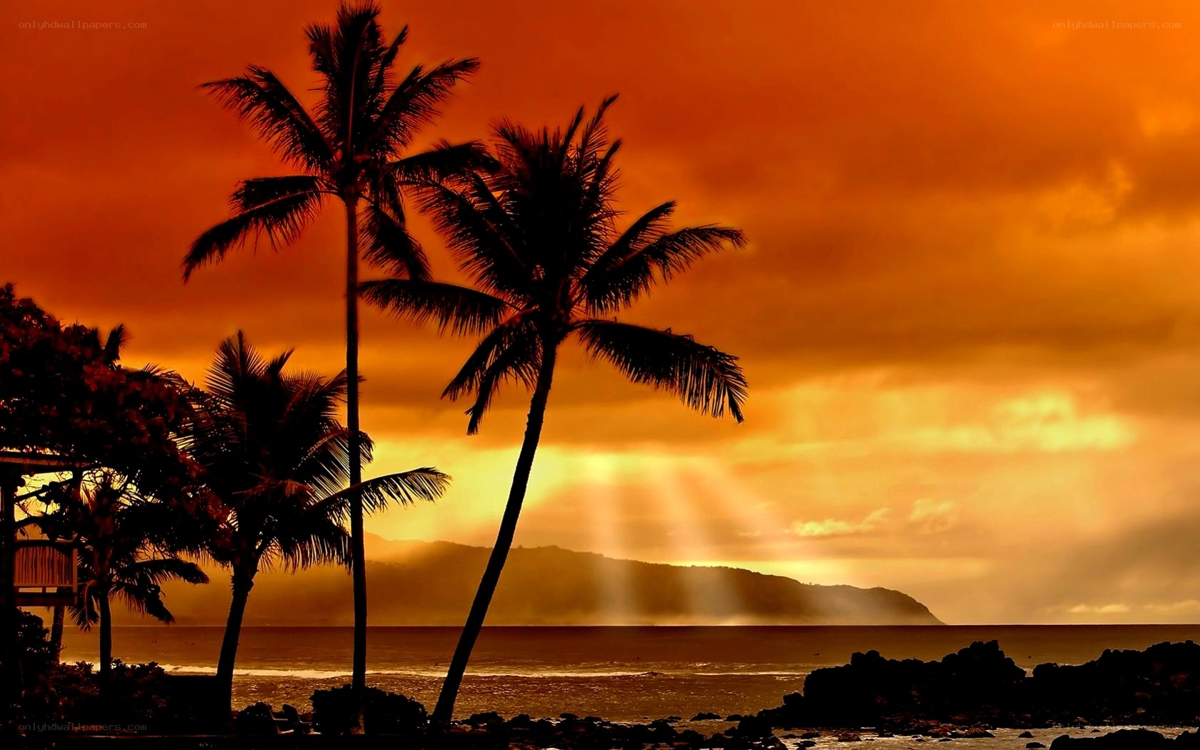 palm trees at sunset