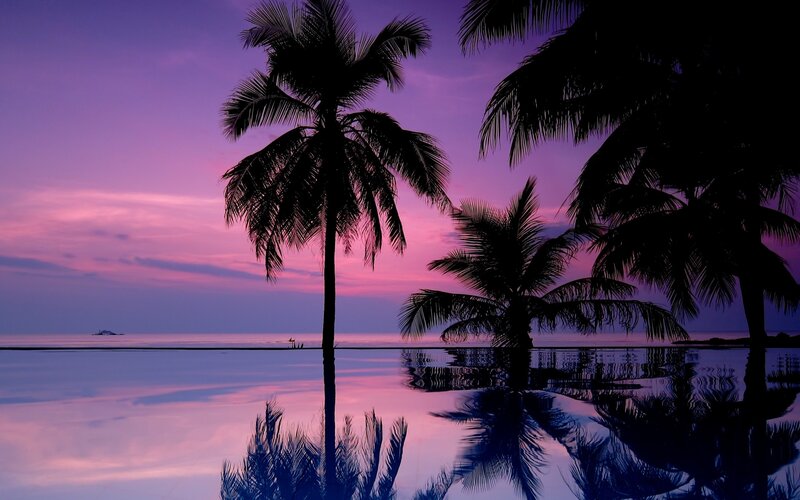 palm trees at sunset