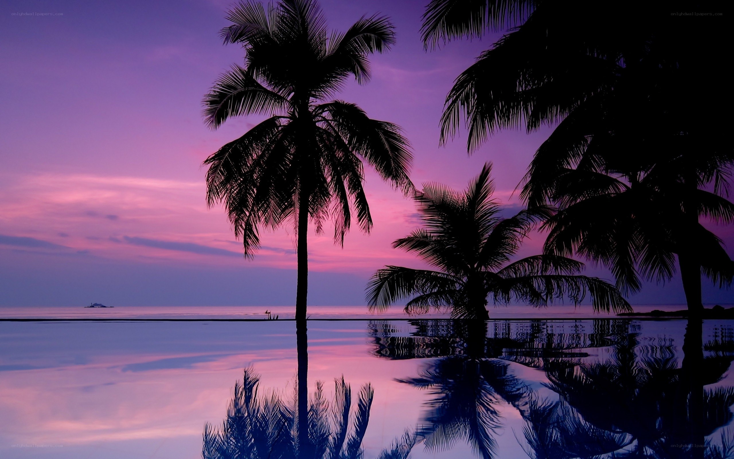palm trees at sunset