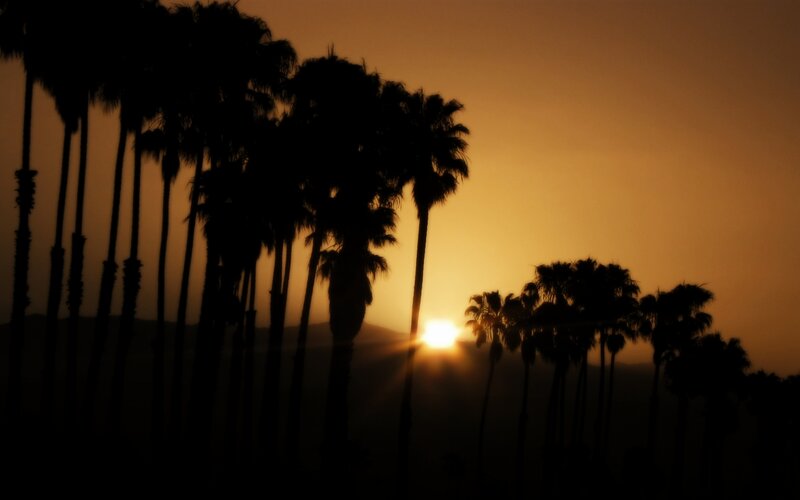 Palm trees at sunset