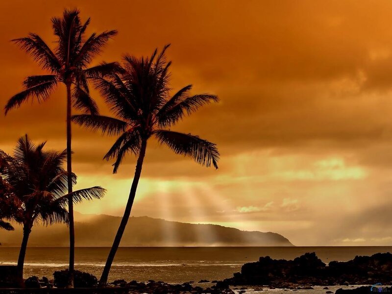 Palm trees at sunset