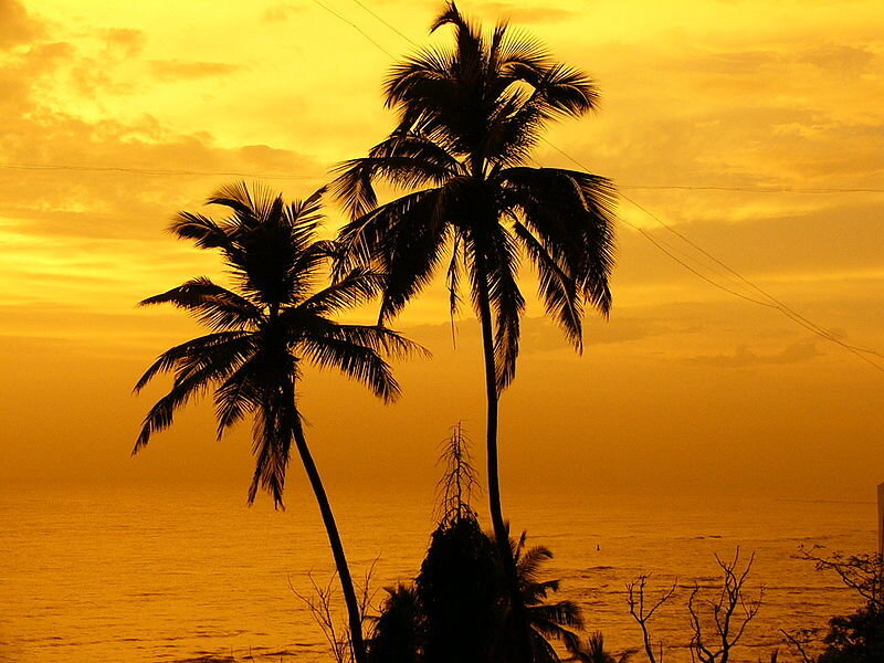 palm trees at sunset