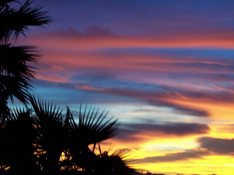 Palm trees at sunset