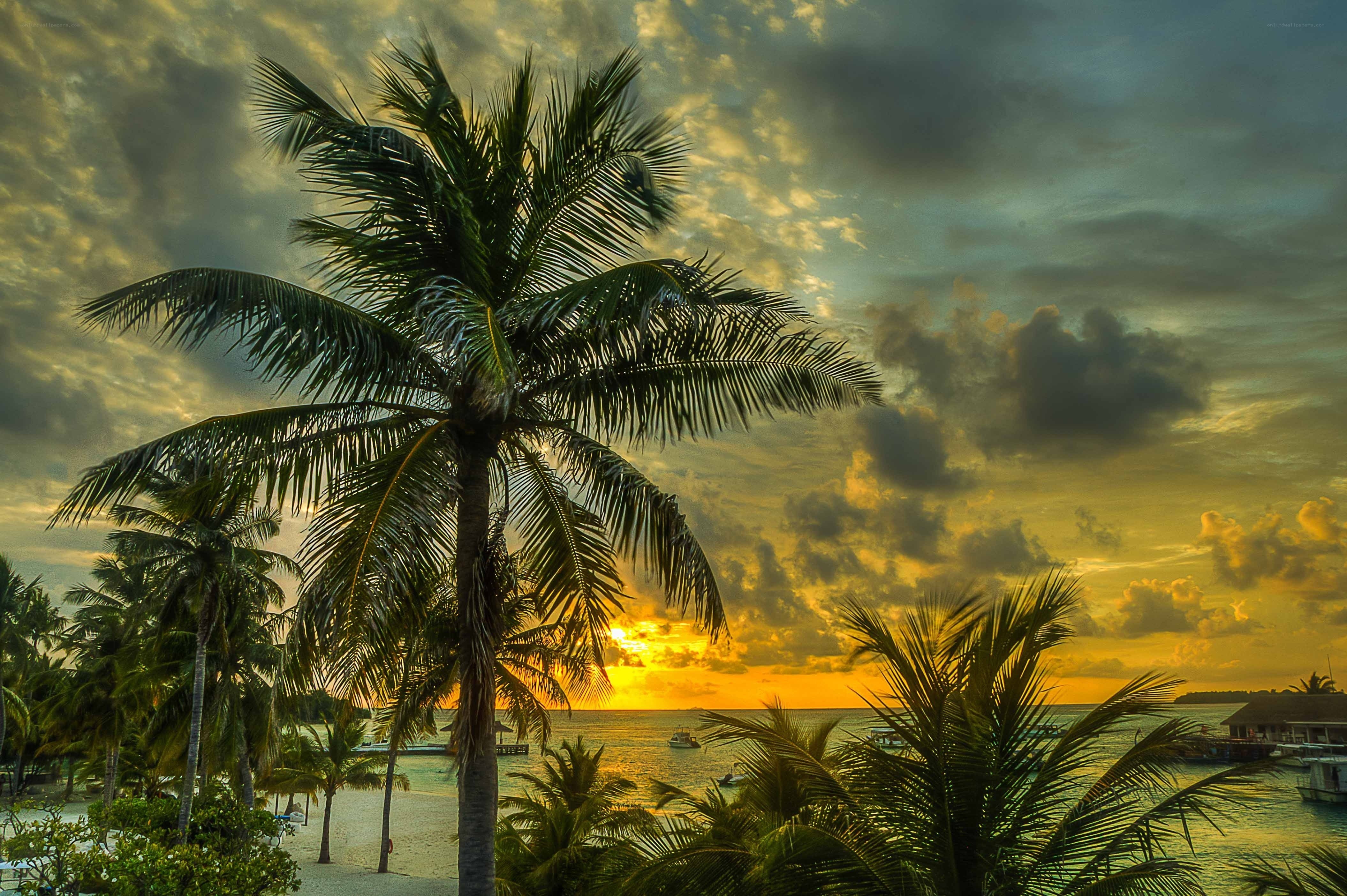 Palm trees at sunset