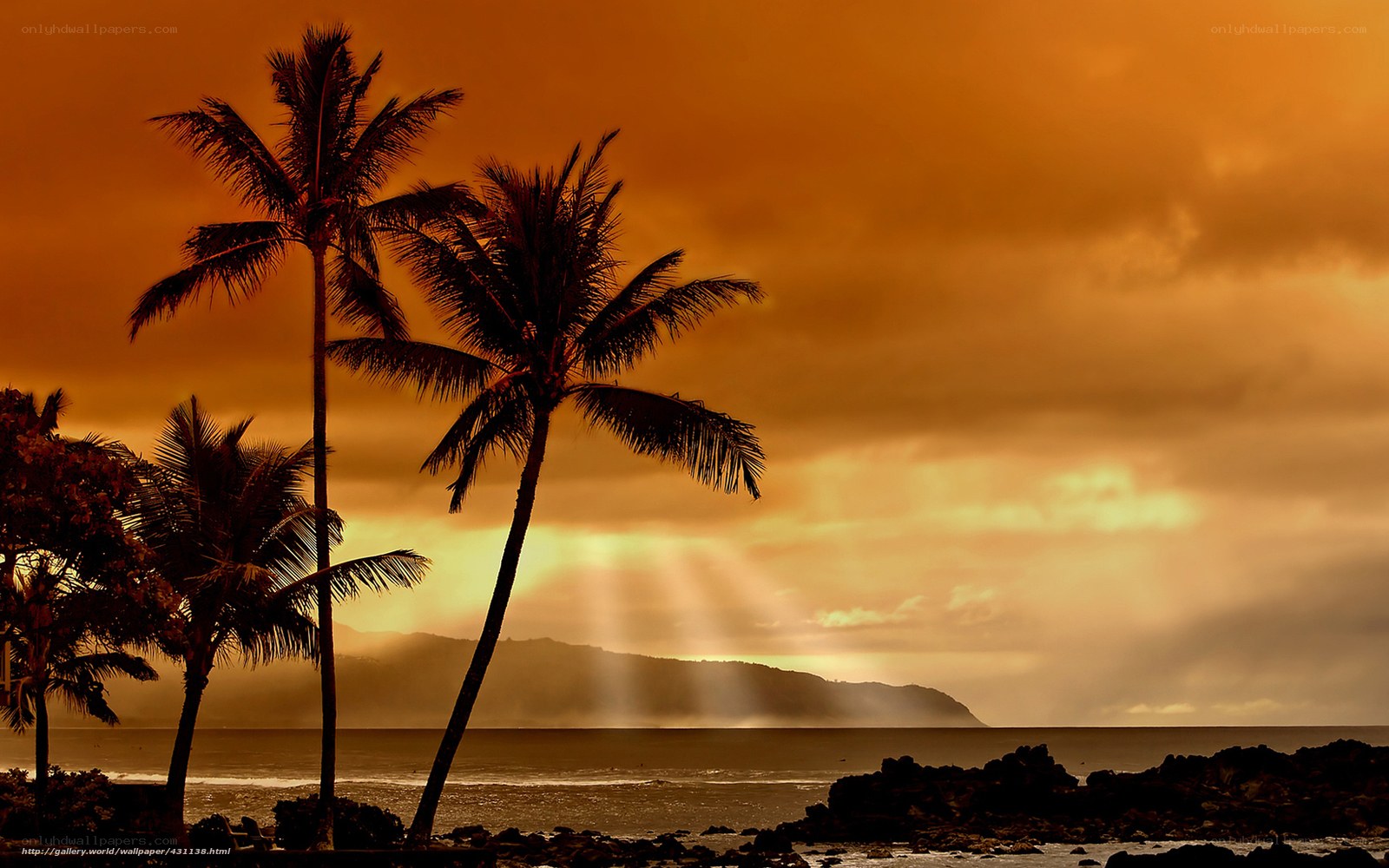 Palm trees at sunset