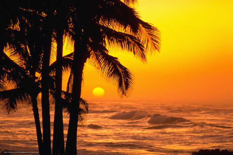 Palm trees at sunset
