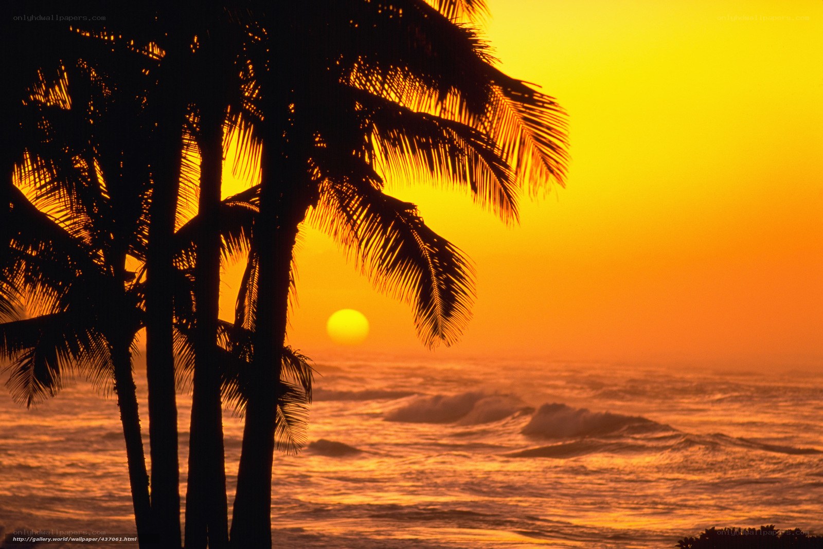 Palm trees at sunset