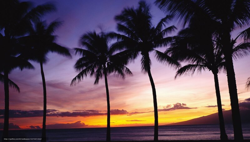 palm trees at sunset