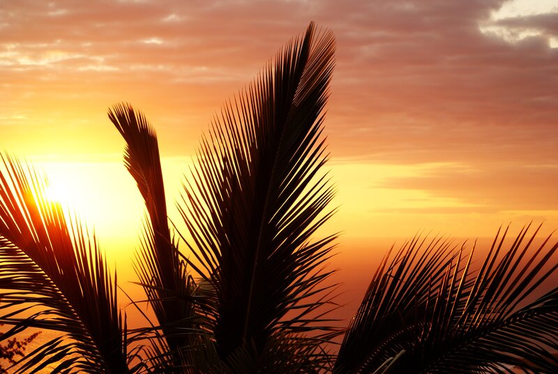 palm trees at sunset