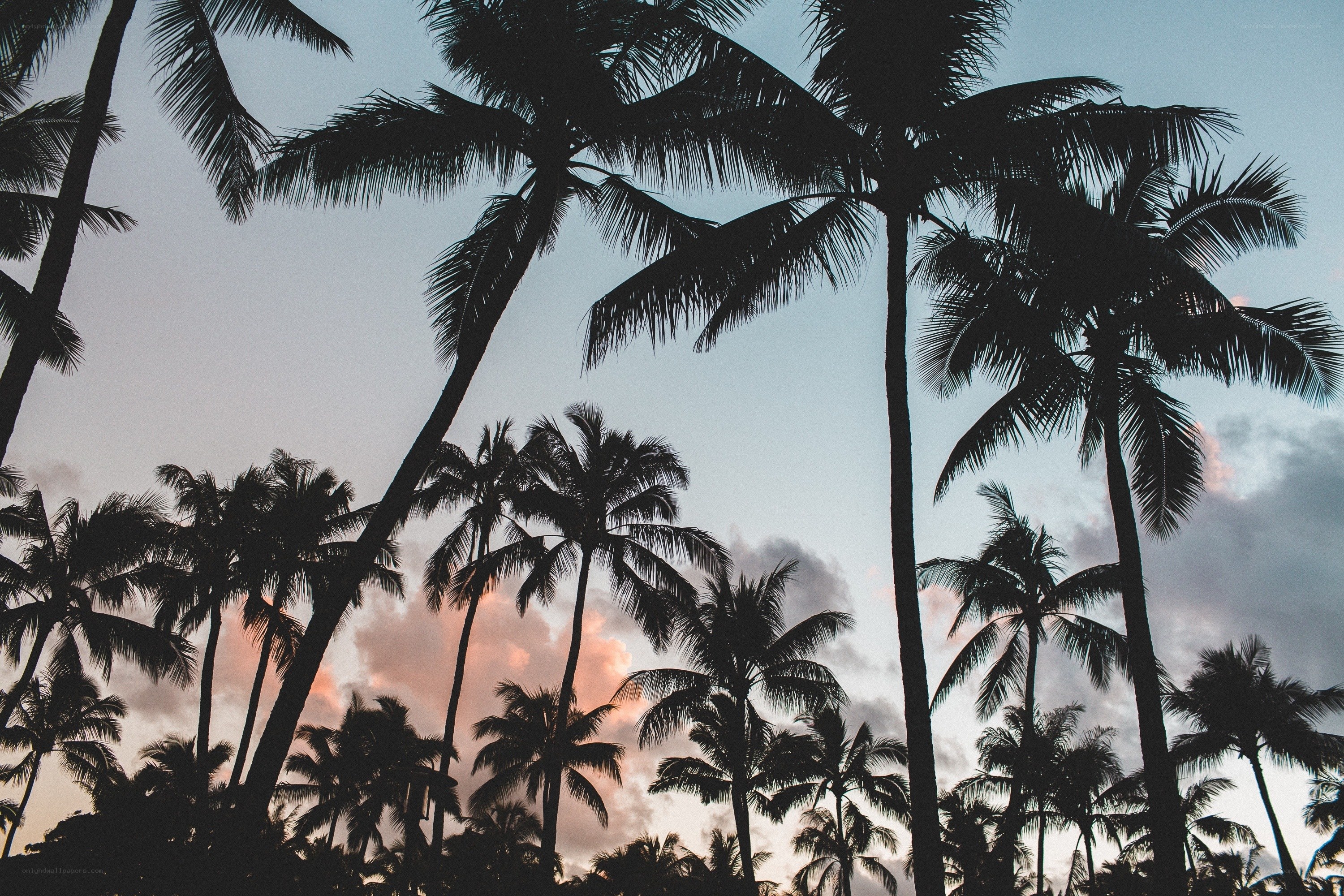 palm trees at sunset