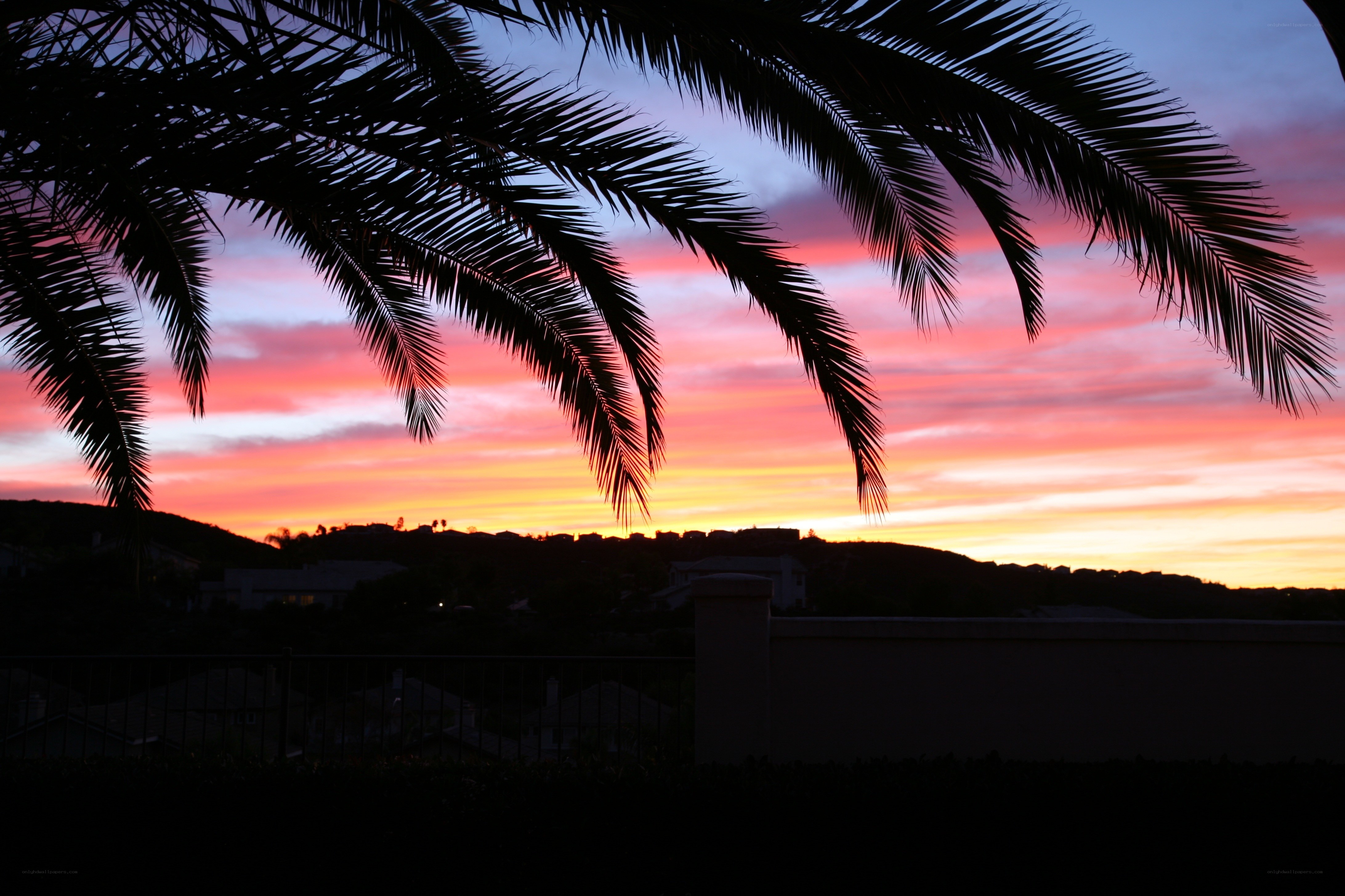 Palm trees at sunset