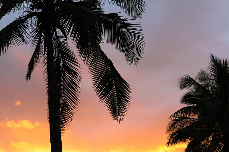 Palm trees at sunset