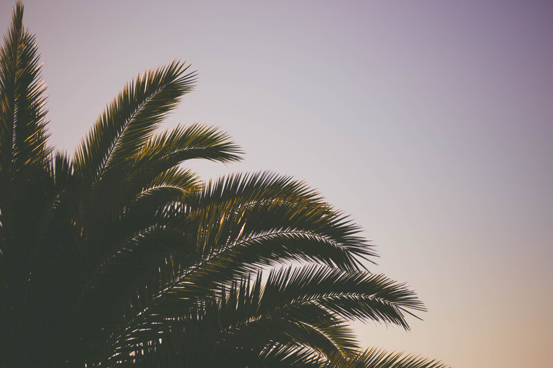 palm trees at sunset