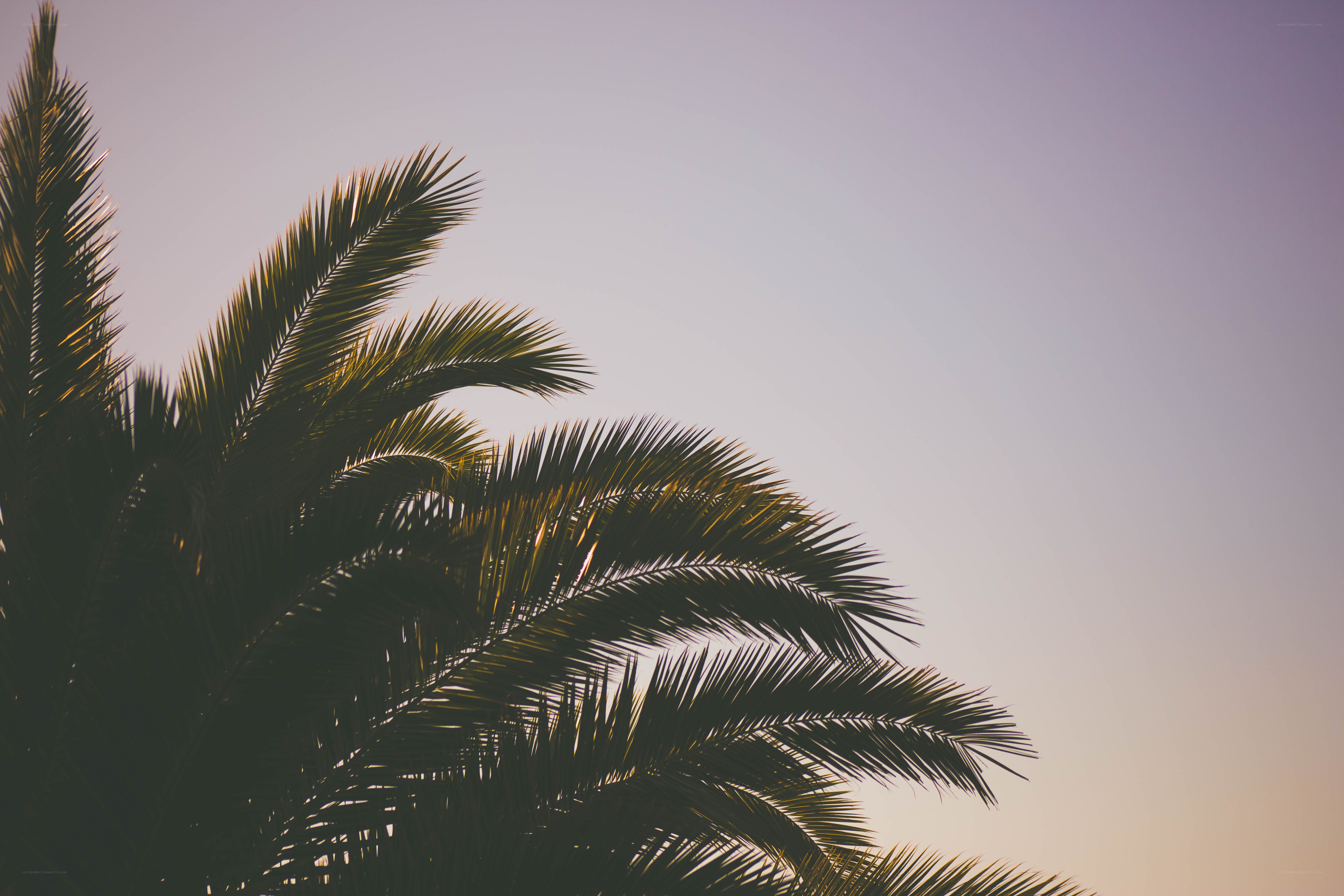palm trees at sunset
