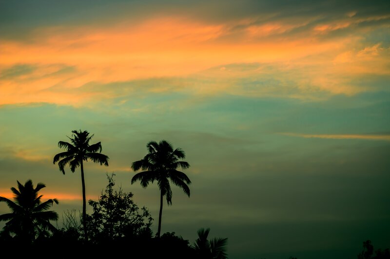palm trees at sunset