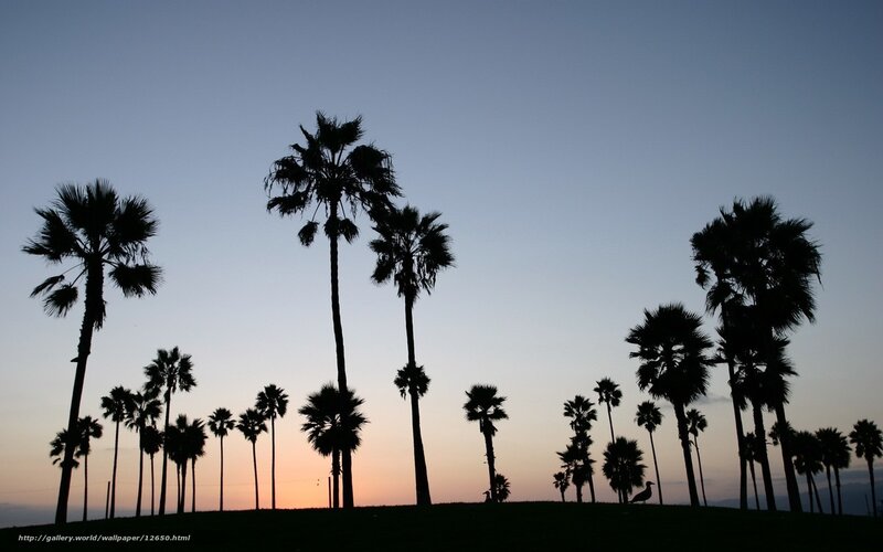 Palm trees at sunset