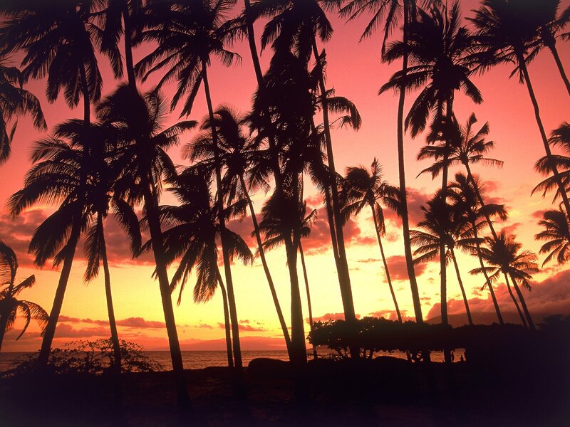 Palm trees at sunset